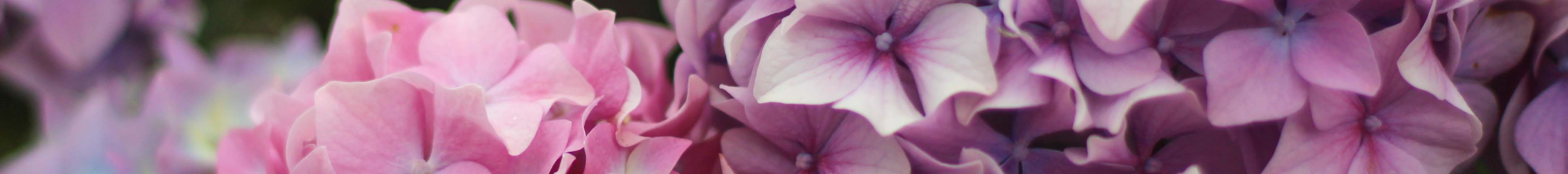 Close up of pink and purple Hydrangrea flowers.