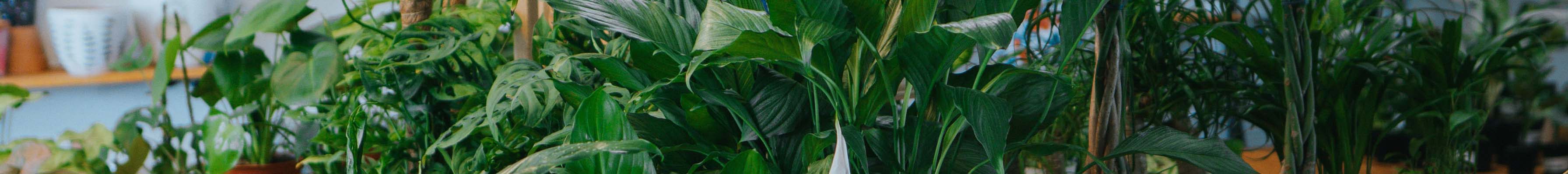 Close up showing a diversity of houseplant leaves.